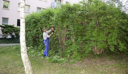 Heckenschnittarbeiten